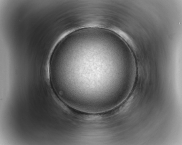 X0000096661238200802121124