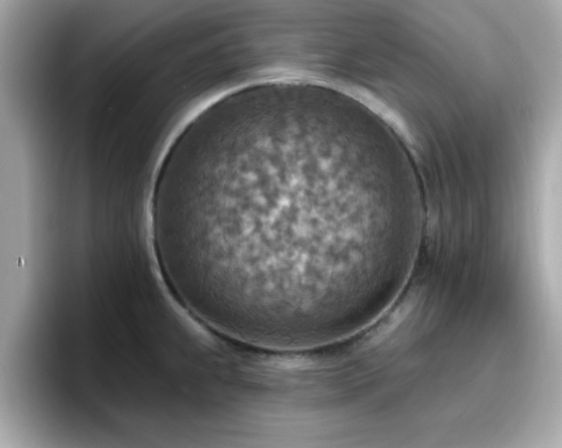 X0000096661239200802121124