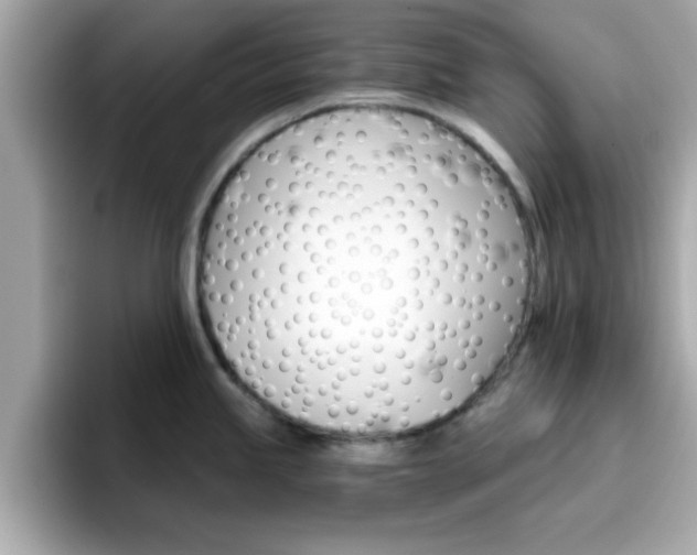 X0000096661245200802121124