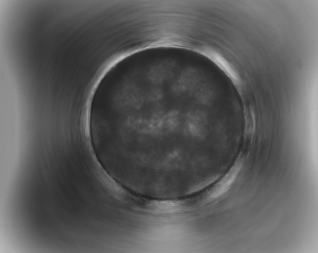 X0000096661246200802121124