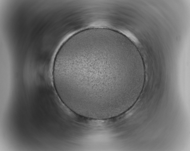 X0000096661248200802121124