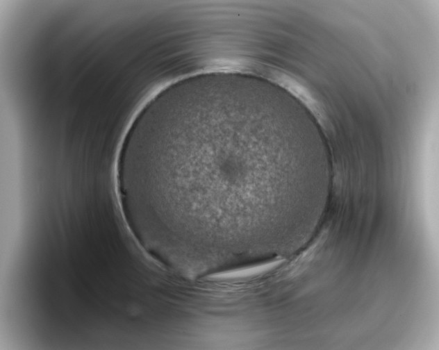 X0000096661283200802121123