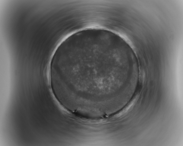 X0000096661295200802121123