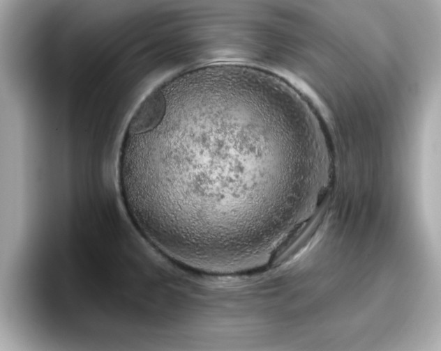 X0000096661333200802121123