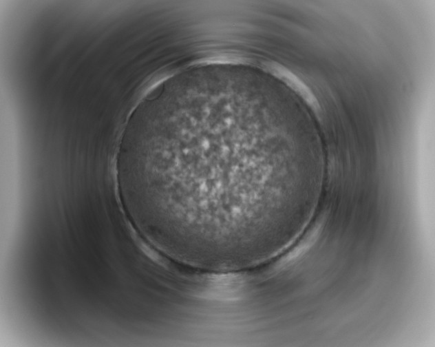 X0000096661425200802121121