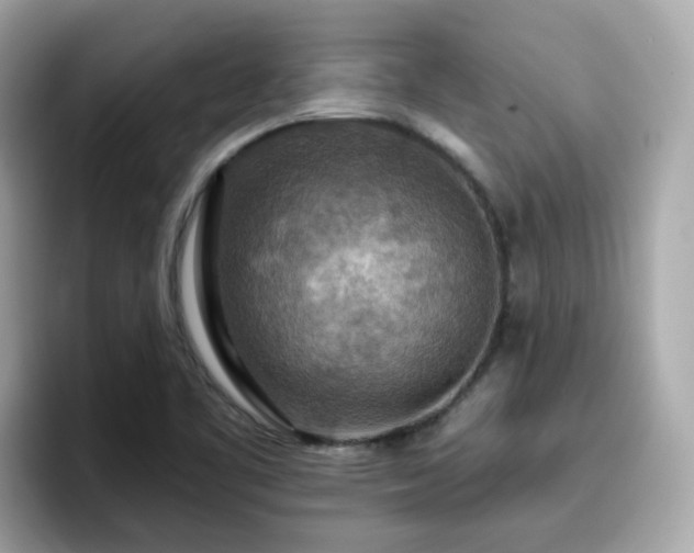 X0000096661461200802121121