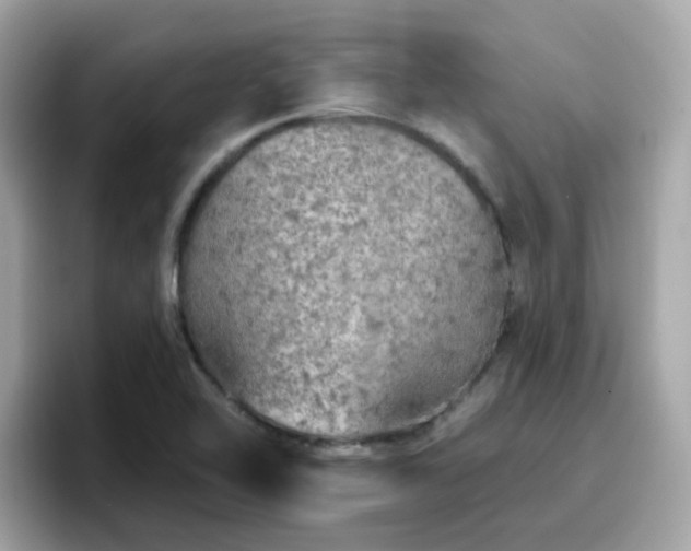 X0000096661462200802121121