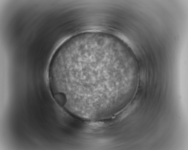 X0000096661466200802121120