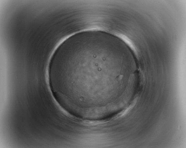 X0000096661468200802121120