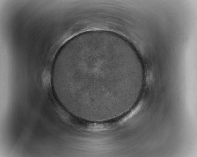 X0000096661505200802121120