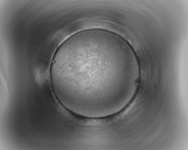 X0000096661521200802121120