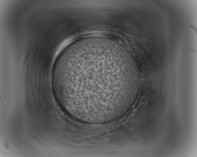 X0000096660006200802191317