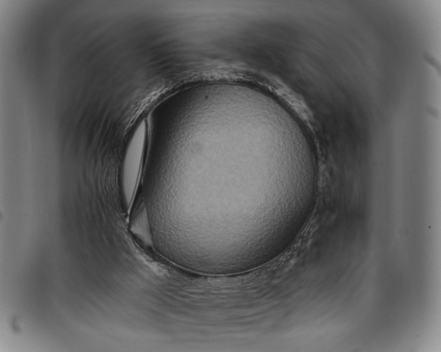 X0000096660009200802191317