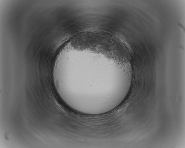 X0000096660024200802191317