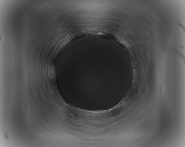 X0000096660048200802191317