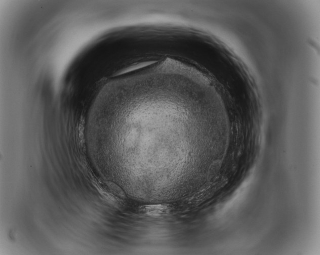 X0000096660050200802191316