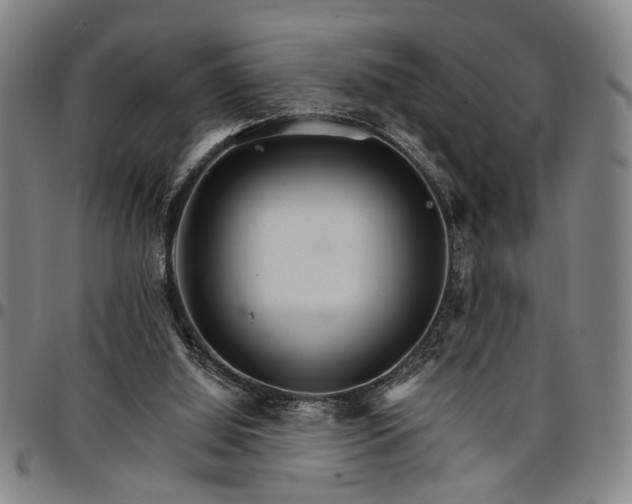 X0000096660060200802191316