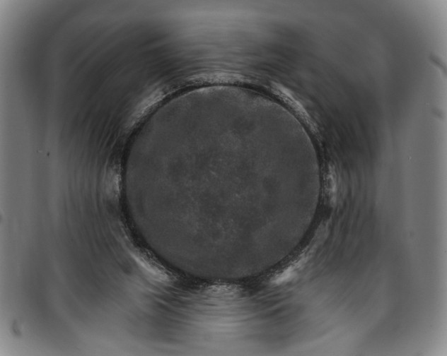 X0000096660063200802191316