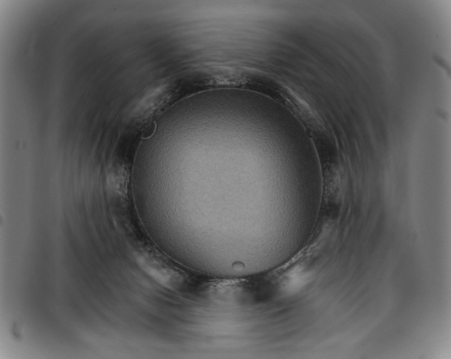 X0000096660078200802191316