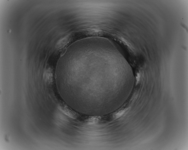 X0000096660080200802191317