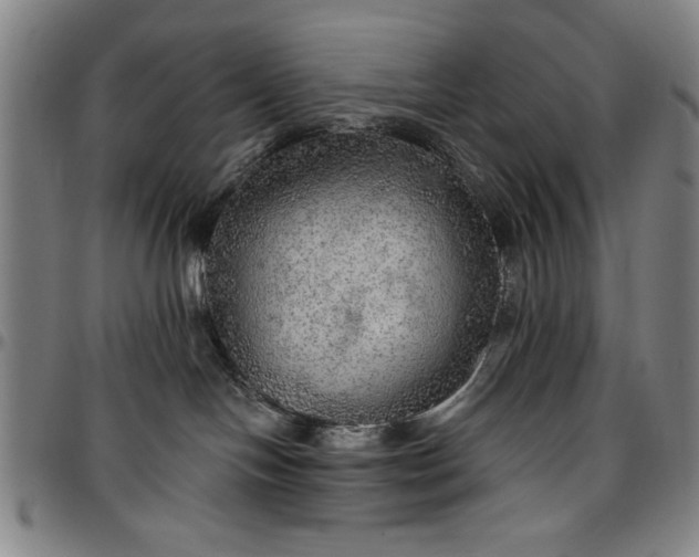 X0000096660094200802191317