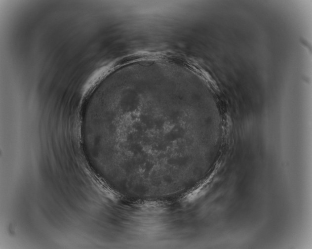 X0000096660149200802191315