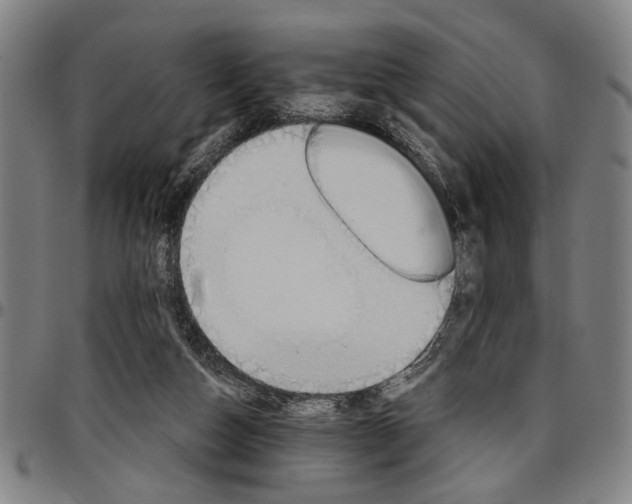 X0000096660162200802191315