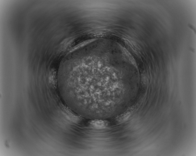 X0000096660181200802191315