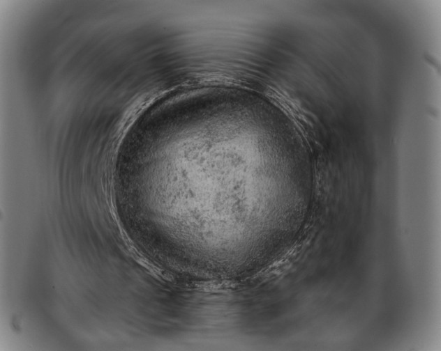 X0000096660241200802191313