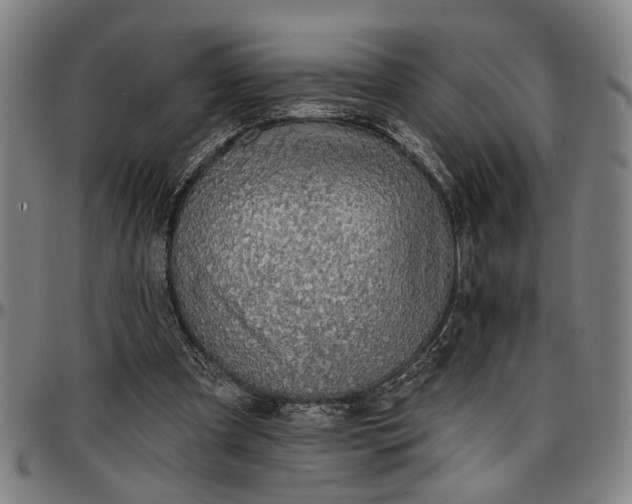 X0000096660297200802191313