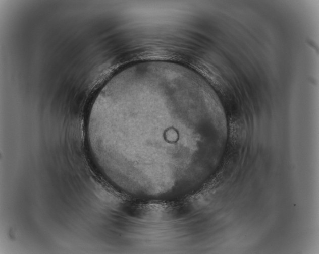 X0000096660302200802191313