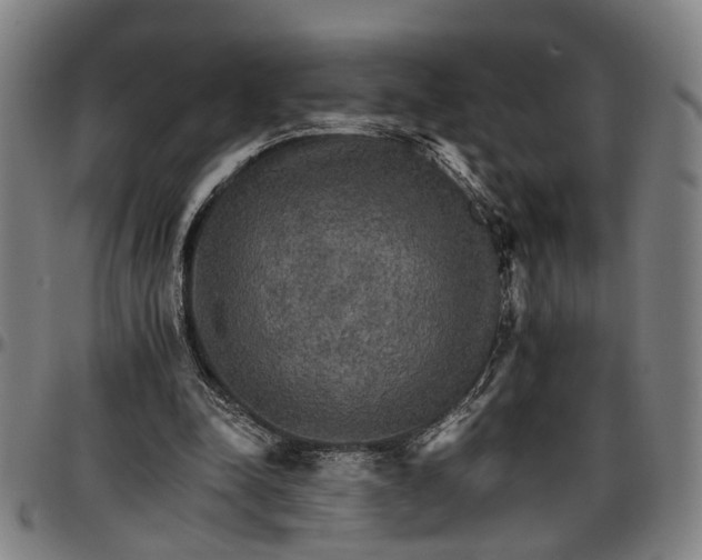 X0000096660342200802191312