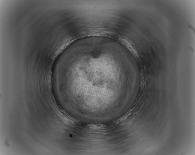 X0000096660346200802191312