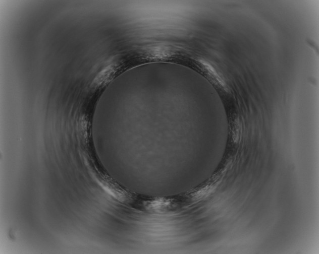 X0000096660366200802191312