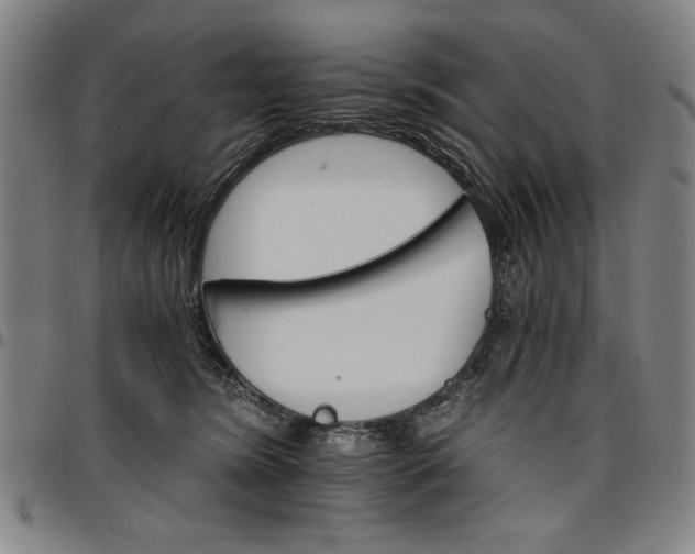 X0000096660420200802191311