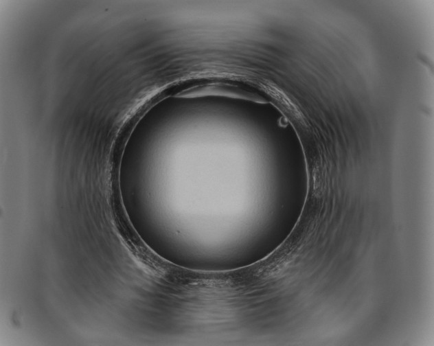 X0000096660436200802191310