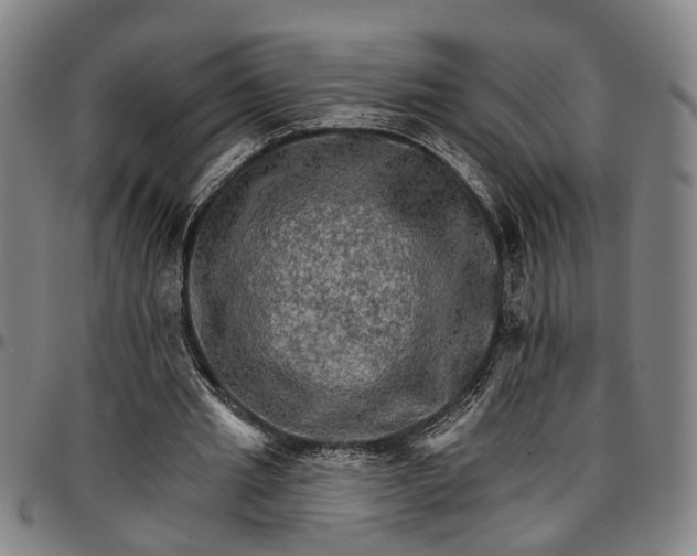 X0000096660437200802191310