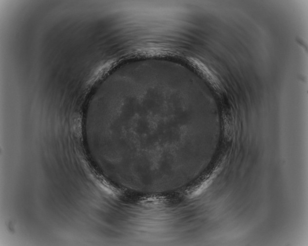 X0000096660447200802191310