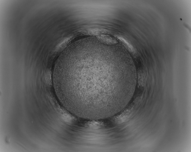 X0000096660453200802191310