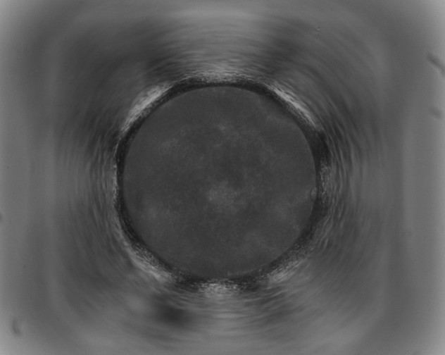 X0000096660494200802191310