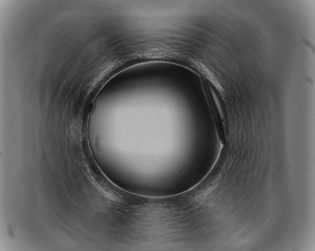 X0000096660530200802191309