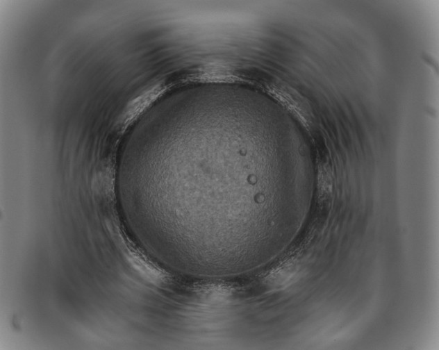 X0000096660533200802191309