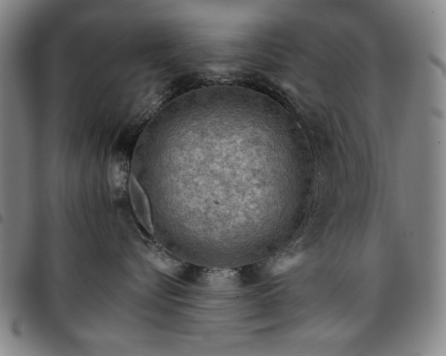 X0000096660576200802191310