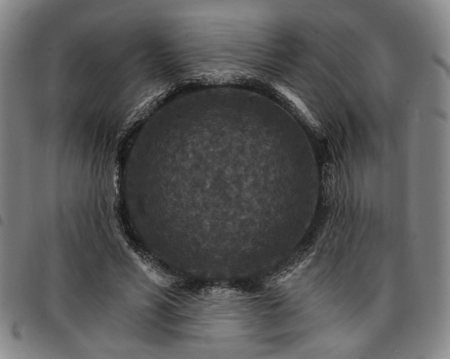 X0000096660590200802191309