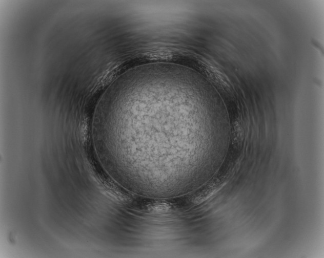 X0000096660600200802191308