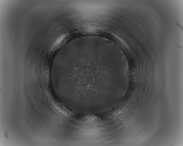 X0000096660642200802191307