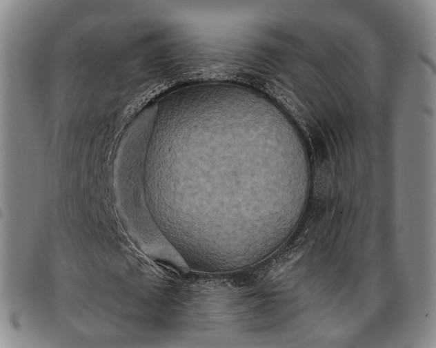 X0000096660673200802191307