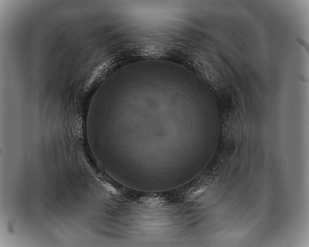 X0000096660689200802191307