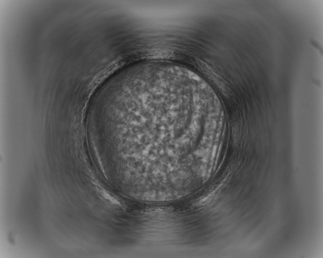 X0000096660721200802191306