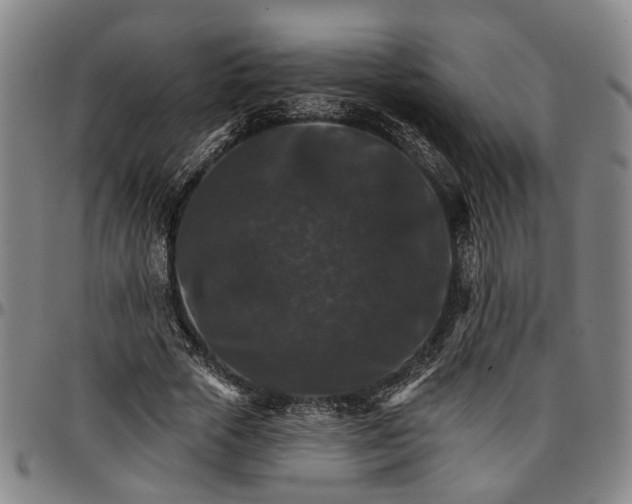 X0000096660729200802191306